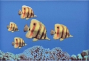 Mono Fish 3