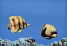 Mono Fish 2