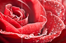 Лолита Red Rose GC306003-02