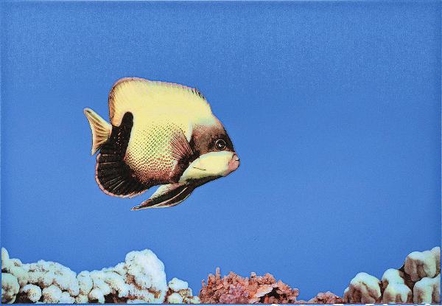 Mono Fish 1